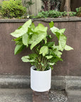 Syngonium podophyllum ‘white butterfly’ シンゴニウム ・ ホワイトバタフライ