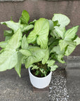 Syngonium podophyllum ‘white butterfly’ シンゴニウム ・ ホワイトバタフライ