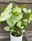 Syngonium podophyllum ‘white butterfly’ シンゴニウム ・ ホワイトバタフライ