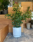 Speckle Planter with saucer スペックルプランター ソーサー付