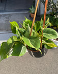 Philodendron 'Cream splash' フィロデンドロン クリームスプラッシュ