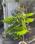 Philodendron 'Cream splash' フィロデンドロン クリームスプラッシュ