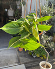 Philodendron 'Cream splash' フィロデンドロン クリームスプラッシュ