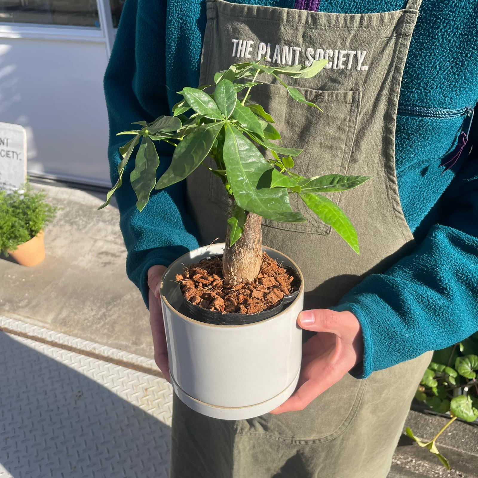 パキラ I インドアプランツ I プラントソサエティトーキョー – THE