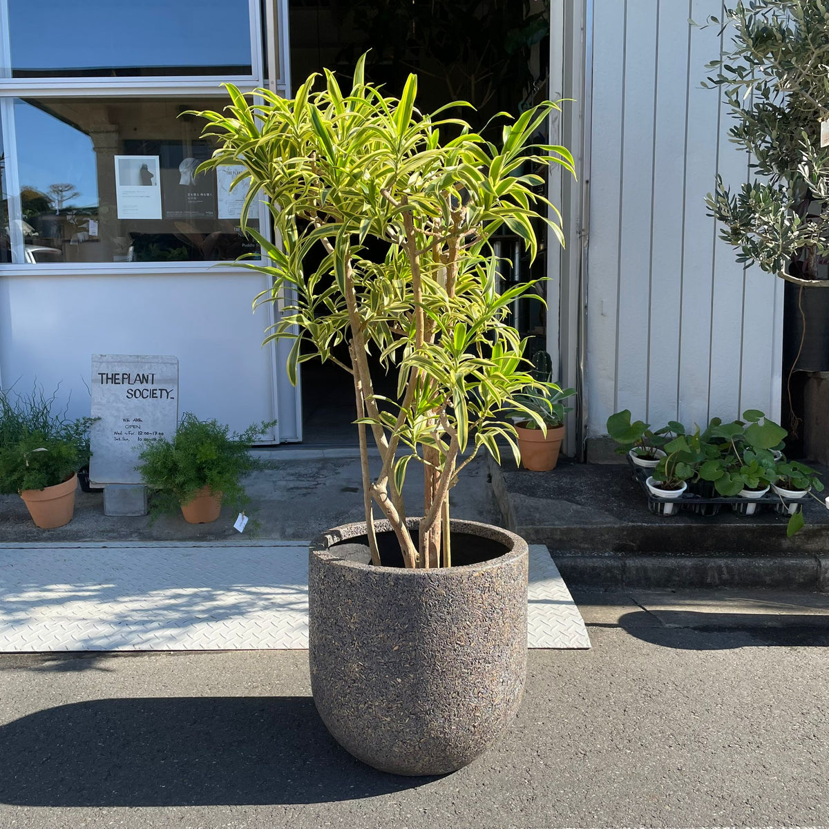 ③超希少イタヤカエデ「名栗錦」接木大苗 5号鉢 Natures U pot ネイチャーズ ユー ポット I 大きな植木鉢 I プラント