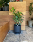 Speckle Planter with saucer スペックルプランター ソーサー付