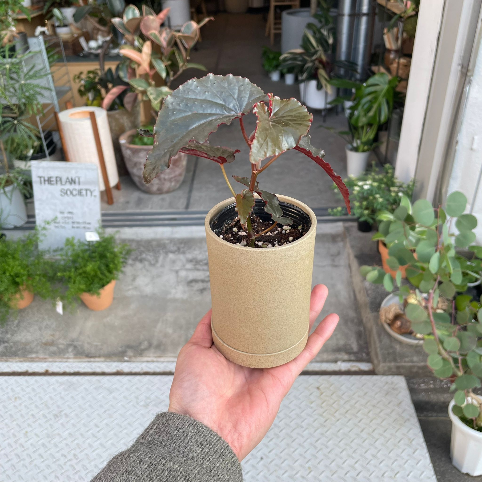 ThePlantSociety_971_8b30bab6-