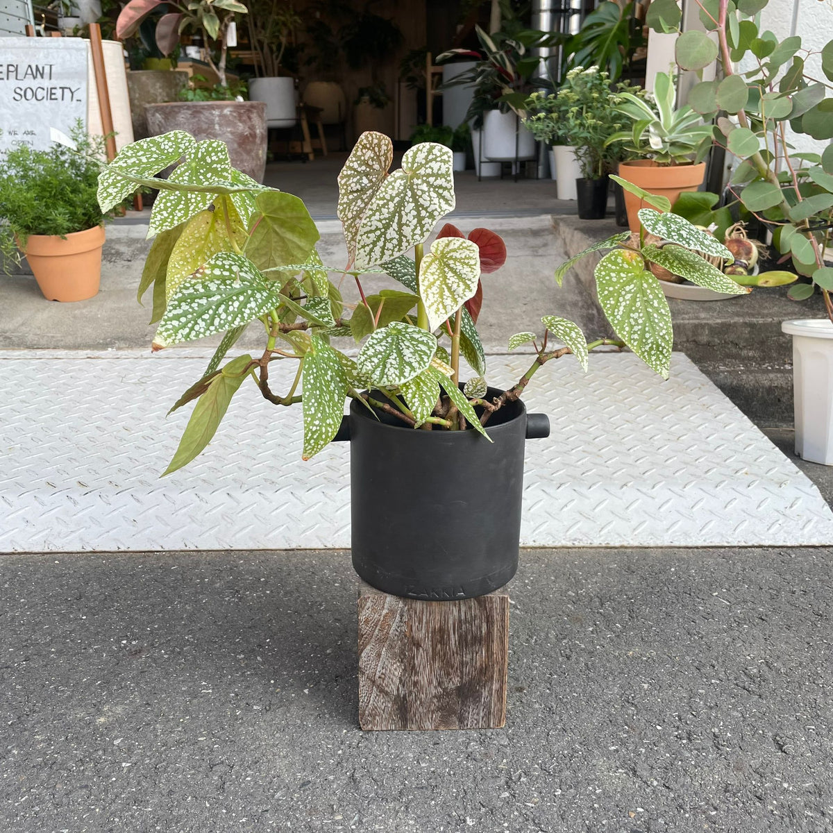 東南アジアのベゴニアの注釈付きチェックリスト レックスベゴニア（花、ガーデニング）のおすすめ人気商品一覧 通販