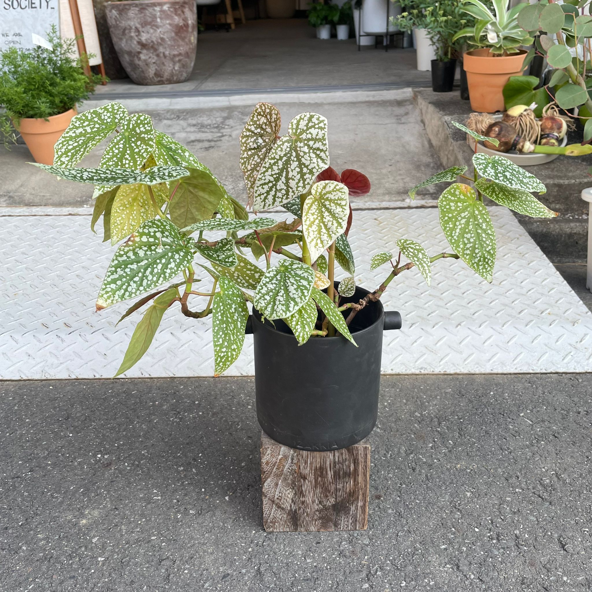 ベゴニア ホワイトアイス　バリエガータ ベゴニア ホワイトアイス | 観葉植物・その他植物 | NIKO FLOWERS+