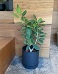 Speckle Planter with saucer スペックルプランター ソーサー付