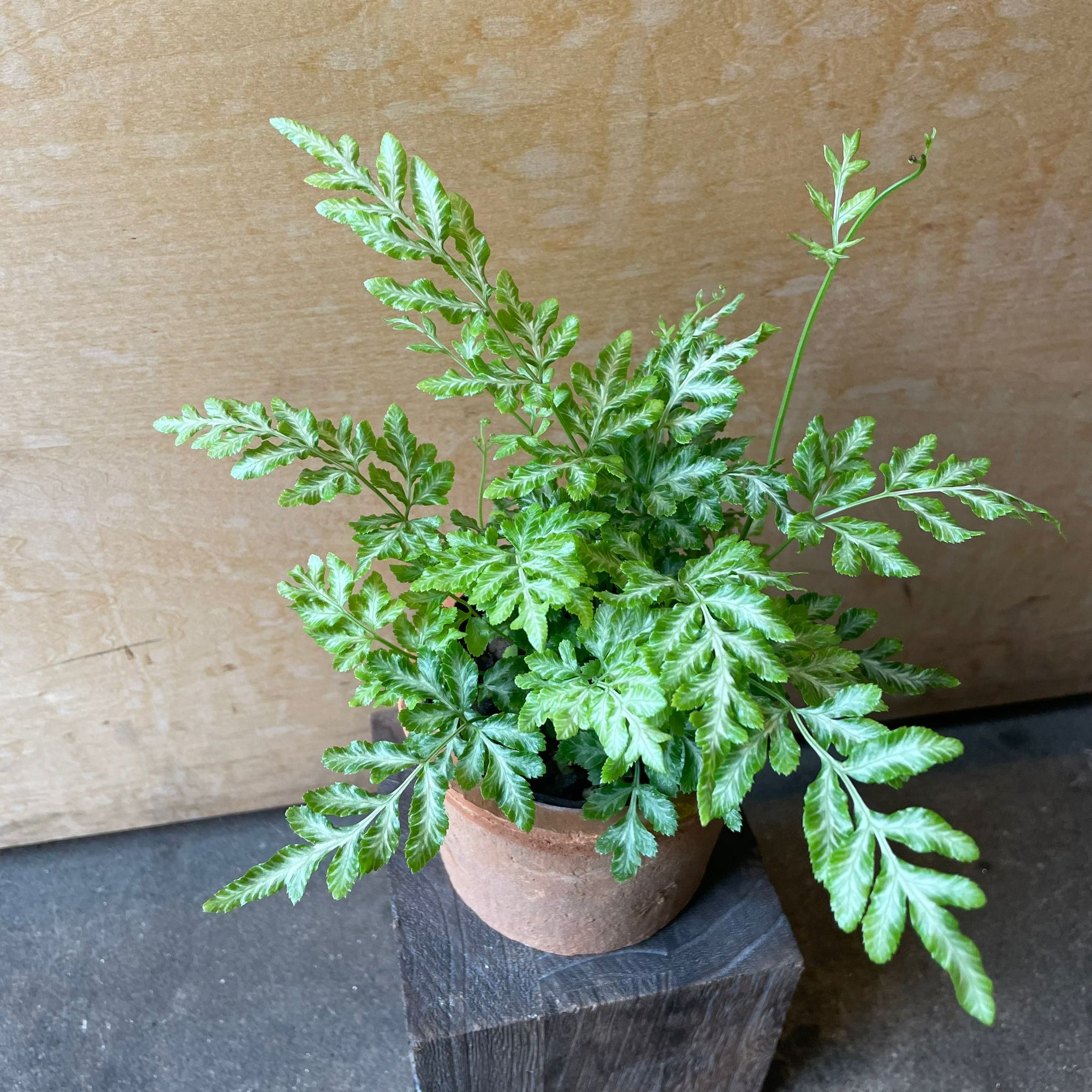 Brake fern プテリス エバーゲミエンシス