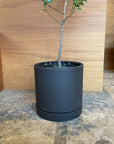 Speckle Planter with saucer スペックルプランター ソーサー付