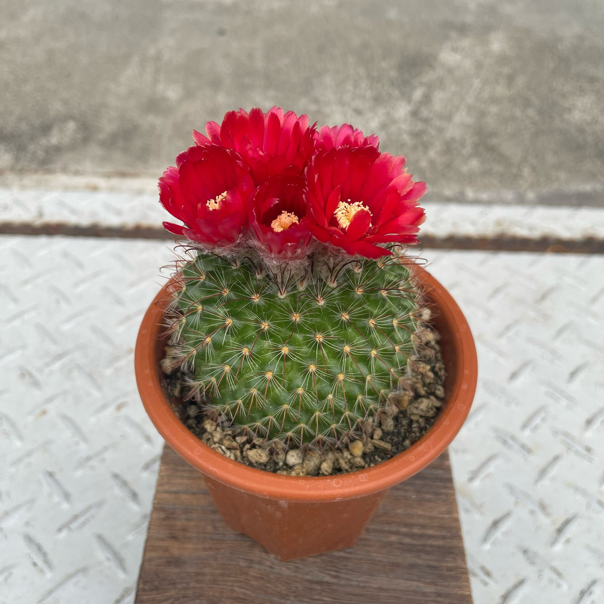 ThePlantSociety_9_1200x1200.