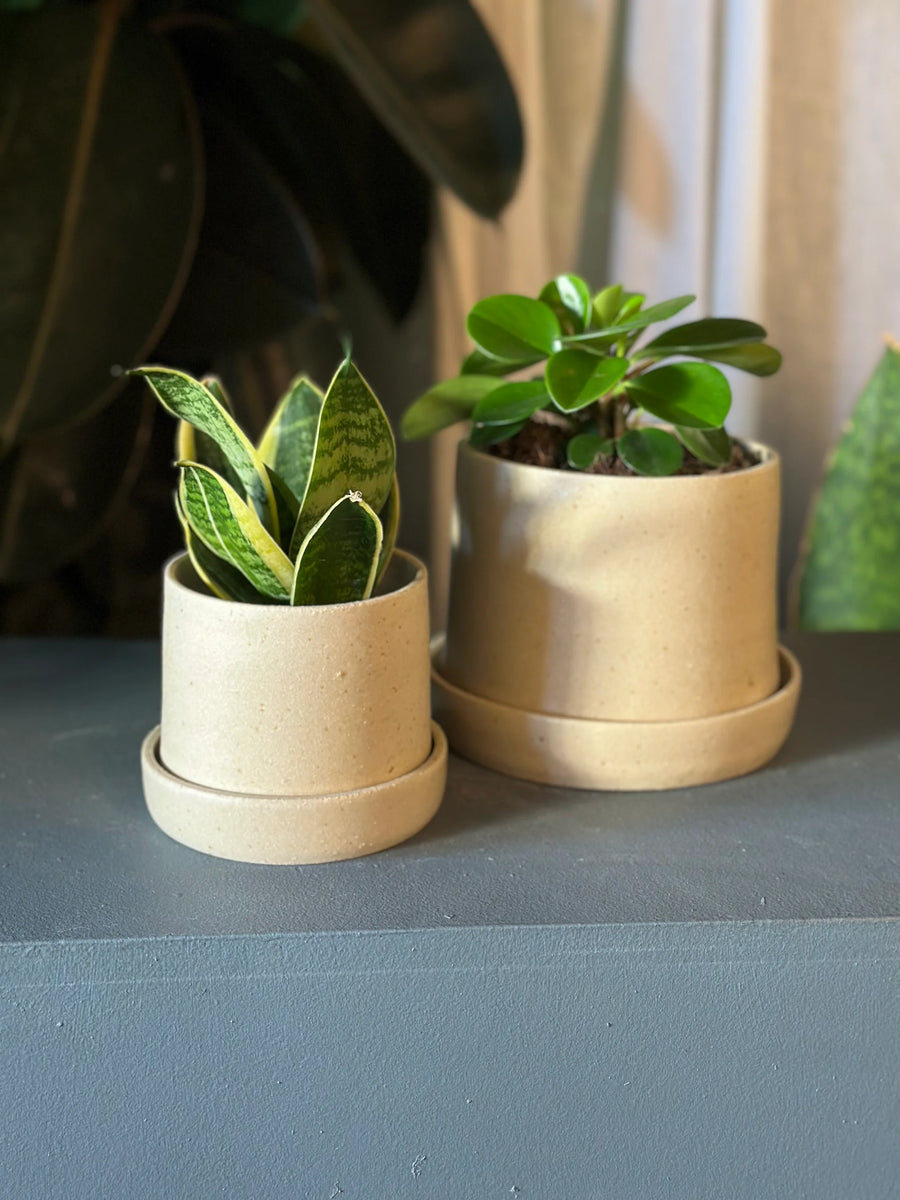 ThePlantSociety_KristinOlds_Pl