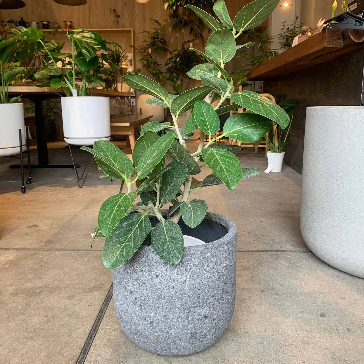 叢 Qusamura プランター 鉢 花器 Uplanter-mono-