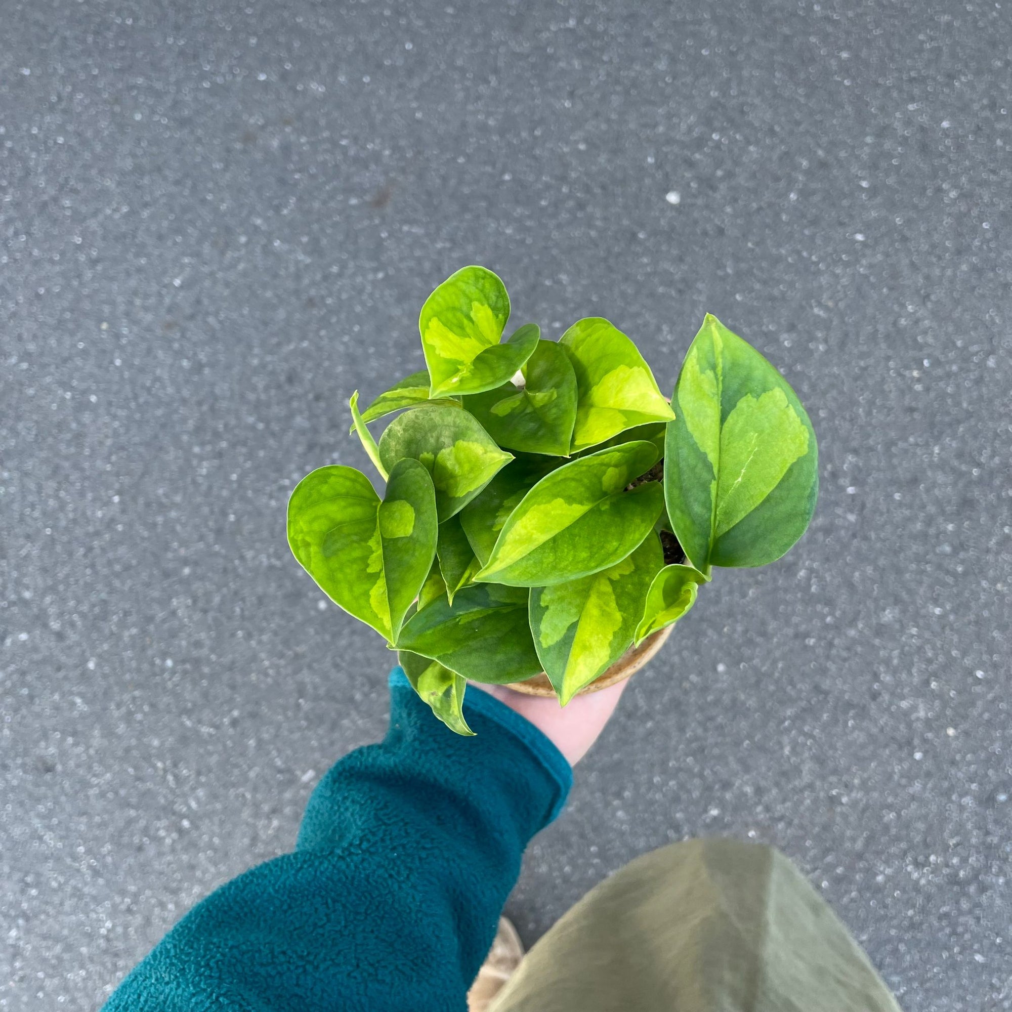 ポトス グローバルグリーン