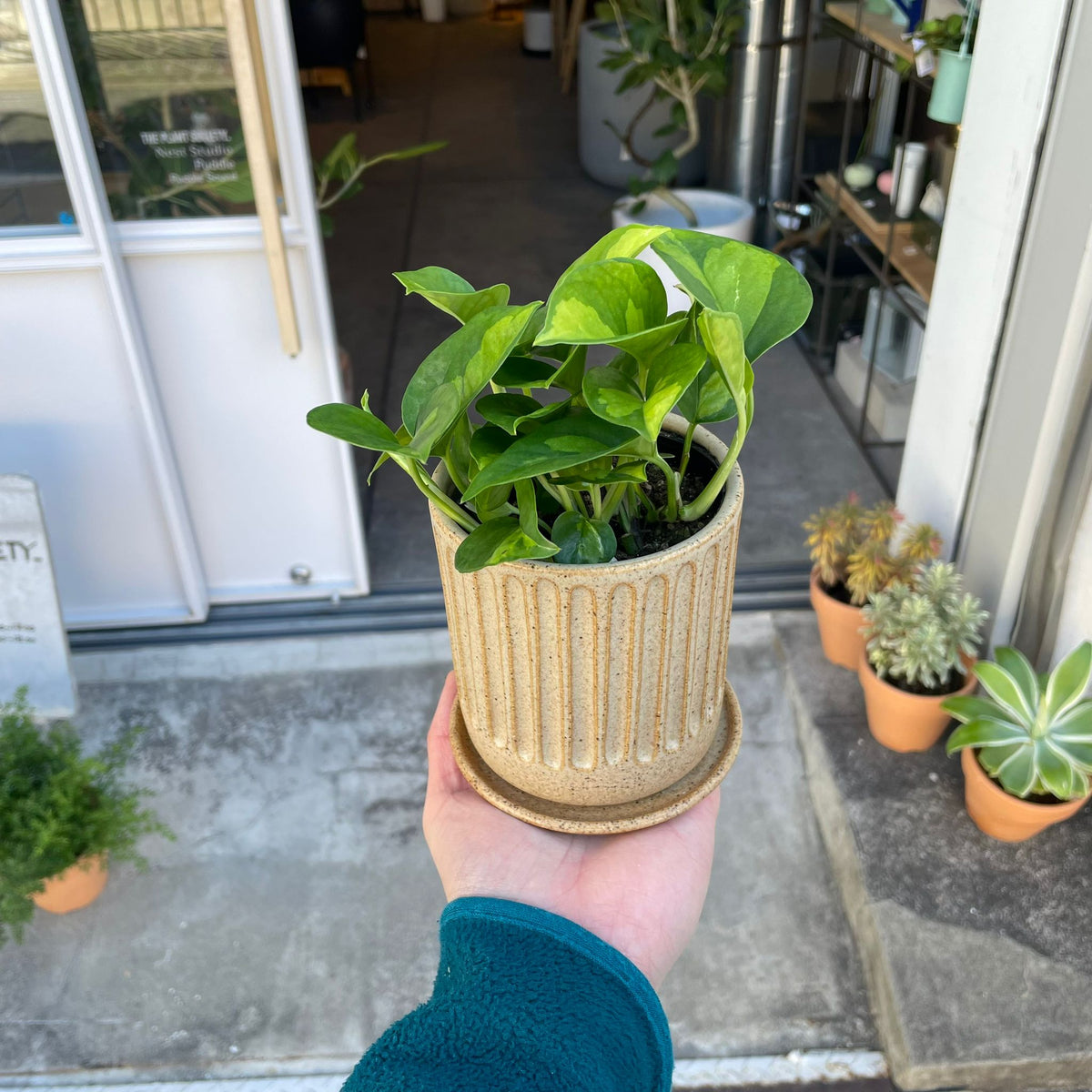 グローバルグリーン/ポトス/エピプレムヌム アウレウムI 植物 I