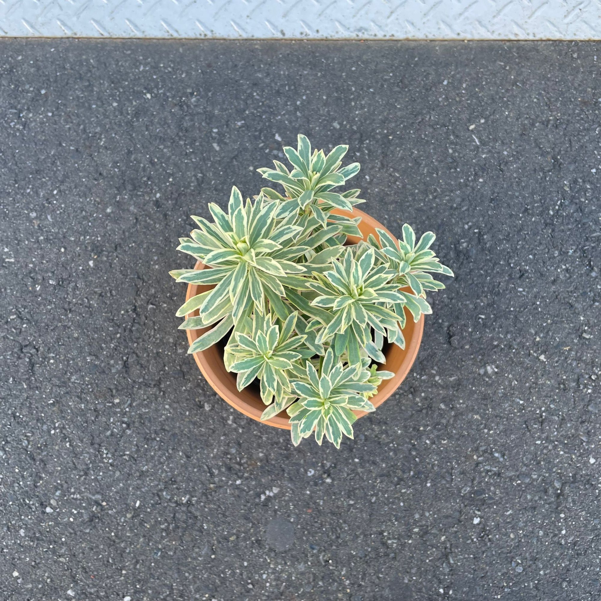 Euphorbia martinii Silver Swan ユーフォルビア シルバースワン
