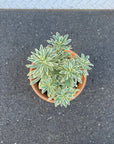 Euphorbia martinii Silver Swan ユーフォルビア シルバースワン