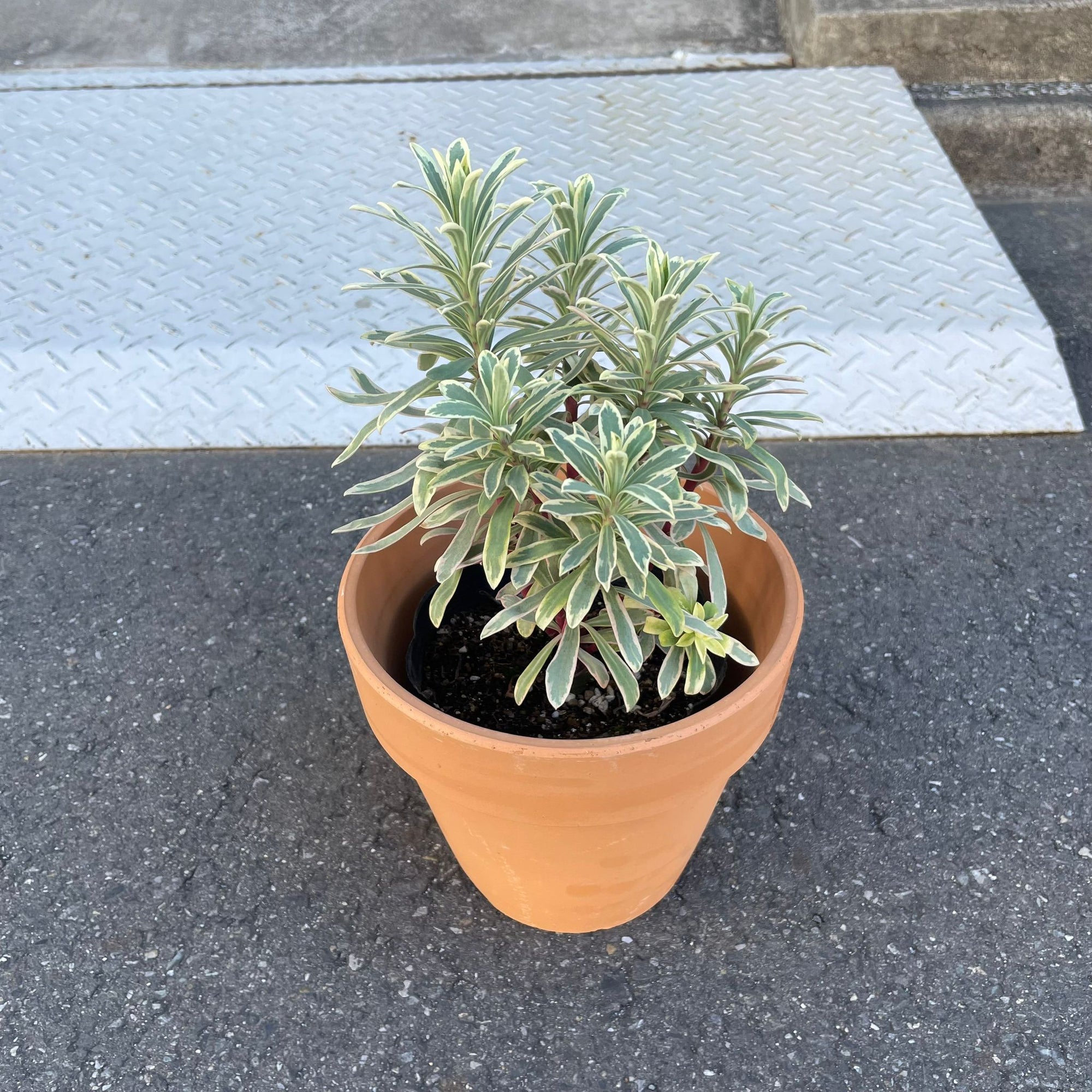 Euphorbia martinii Silver Swan ユーフォルビア シルバースワン
