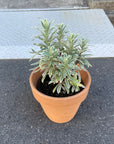 Euphorbia martinii Silver Swan ユーフォルビア シルバースワン