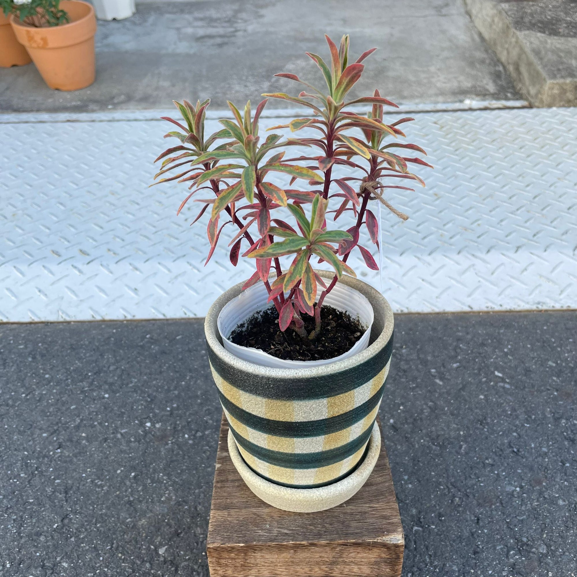 Euphorbia martinii Ascot Rainbow ユーフォルビア アスコットレインボー