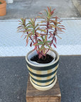 Euphorbia martinii Ascot Rainbow ユーフォルビア アスコットレインボー