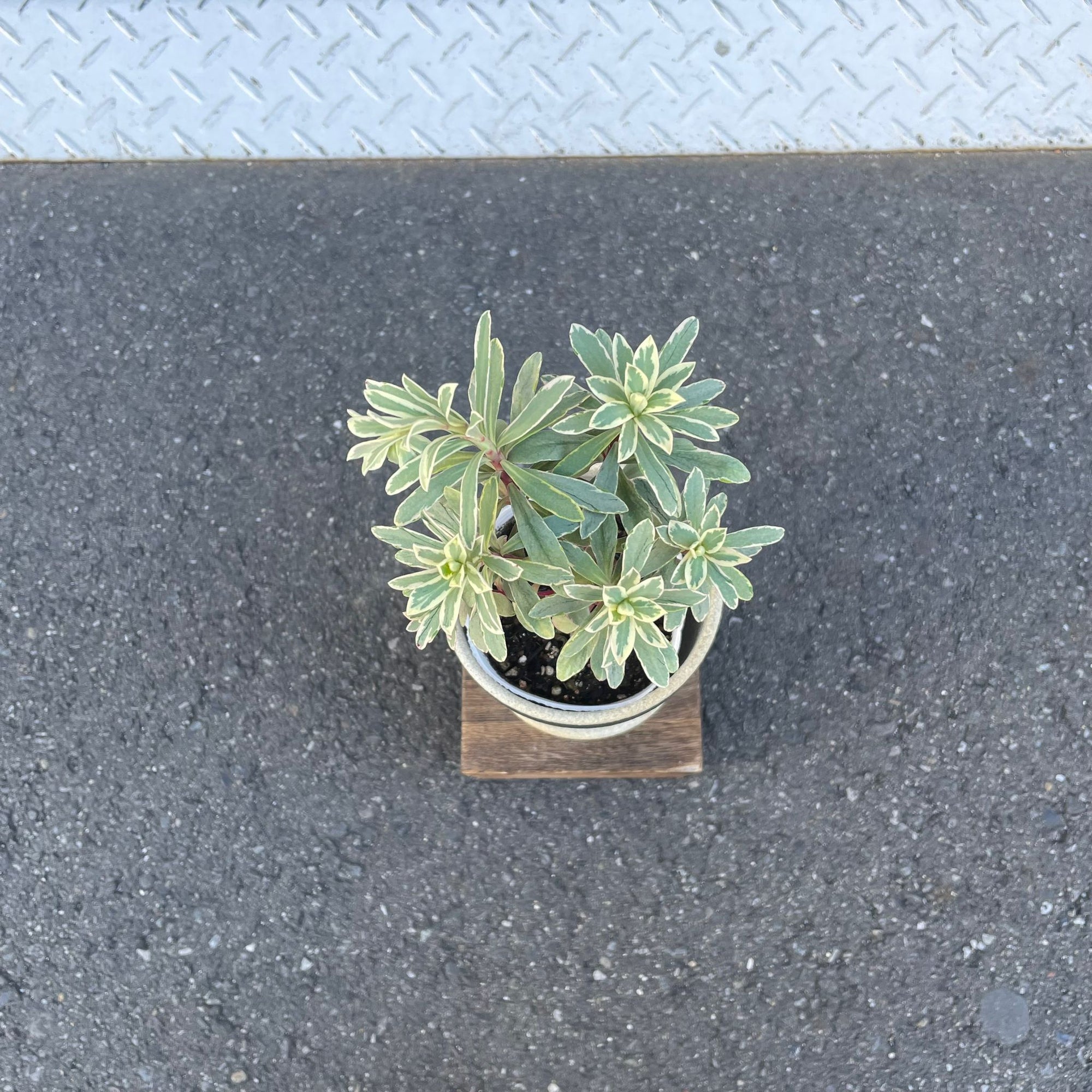 Euphorbia martinii Silver Swan ユーフォルビア シルバースワン