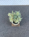Euphorbia martinii Silver Swan ユーフォルビア シルバースワン