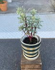Euphorbia martinii Silver Swan ユーフォルビア シルバースワン