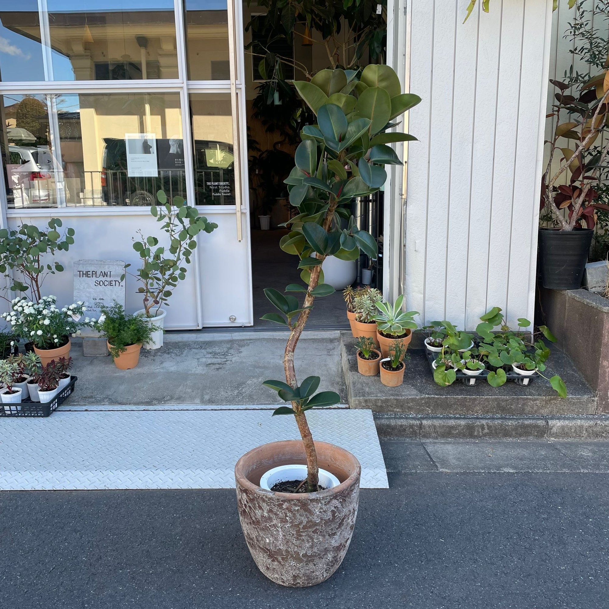 Ficus Sofia フィカス ソフィア