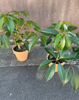 Tupidanthus Schefflera pueckler ツピタンサス