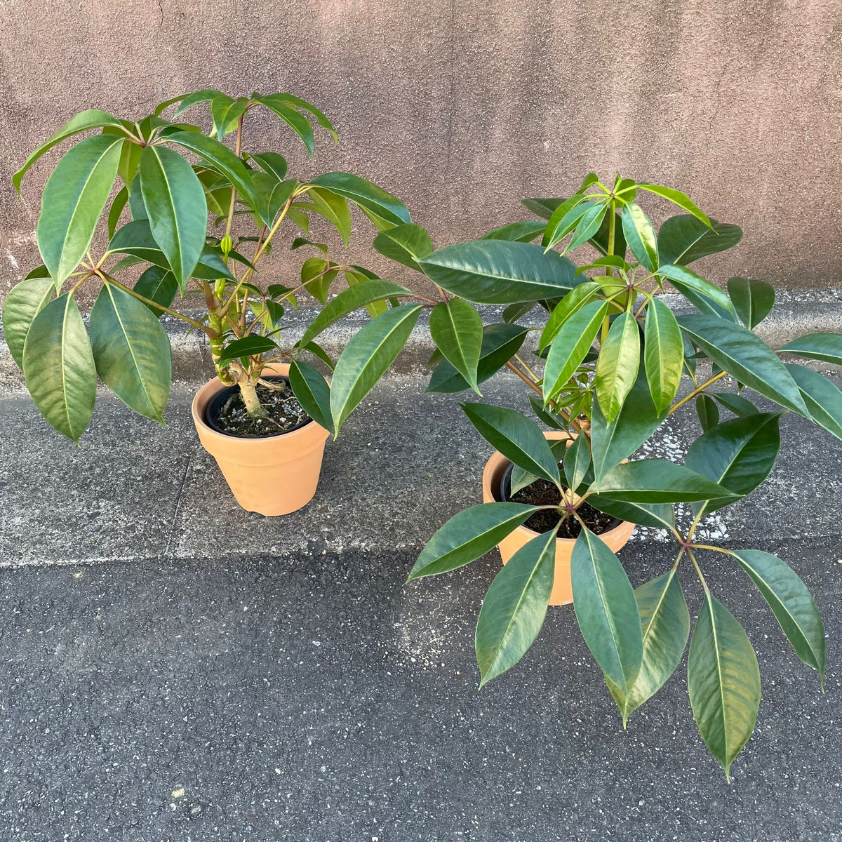 観葉植物 ツピタンサス 観葉植物 おしゃれ：ツピタンサス(ツピダンサス)*セラアート