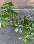 Tupidanthus Schefflera pueckler ツピタンサス