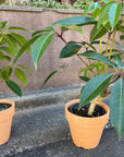 Tupidanthus Schefflera pueckler ツピタンサス