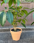 Tupidanthus Schefflera pueckler ツピタンサス