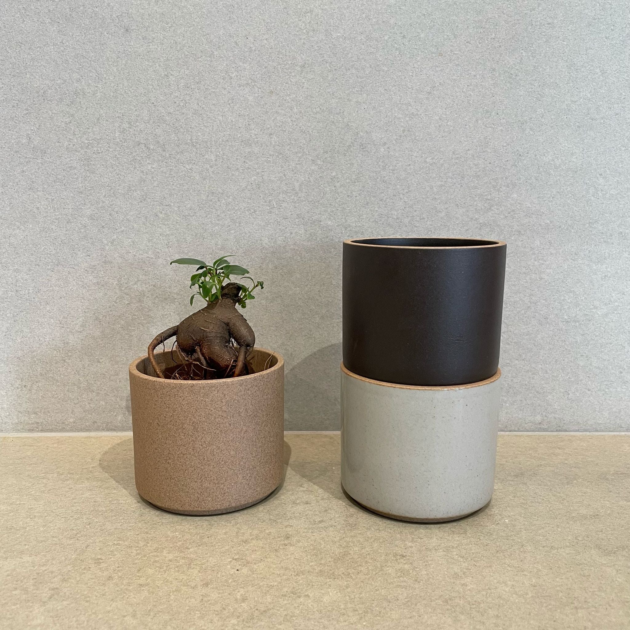 The_Plant_Society_1044.jpg?v=