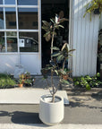 Rubber Plant (Ficus elastica 'Burgundy')フィカス バーガンディ