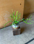 Euphorbia Tirucalli ‘Sticks on Fire’ ユーフォルビア ミルクブッシュ 'スティック オン ファイヤー'