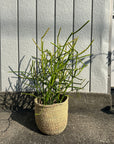 Euphorbia Tirucalli ‘Sticks on Fire’ ユーフォルビア ミルクブッシュ 'スティック オン ファイヤー'