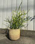 Euphorbia Tirucalli ‘Sticks on Fire’ ユーフォルビア ミルクブッシュ 'スティック オン ファイヤー'