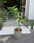 Ficus Audrey (Ficus benghalensis) フィカス ベンガレンシス
