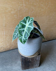 Alocasia 'Amazonica Polly' アロカシア アマゾニカ ポリー Size 3