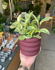 Peperomia Jade ペペロミア オブツシフォリア ジェイド(斑入り)