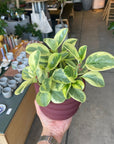 Peperomia Jade ペペロミア オブツシフォリア ジェイド(斑入り)
