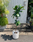 Ficus Sofia フィカス ソフィア