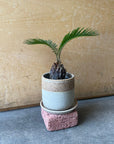 Sago Cycas(Zamia)ザミア