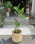 Ficus Audrey (Ficus benghalensis) フィカス ベンガレンシス