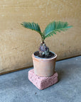 Sago Cycas(Zamia)ザミア