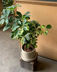 Schefflera arboricola cv. Compacta variagata シェフレラ・コンパクタ(斑入り)